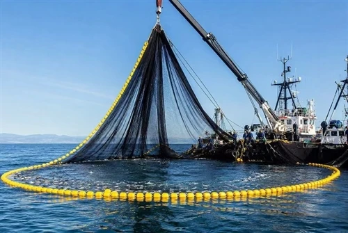 Jaring Purse Seine Untuk Operasi Penangkapan Ikan Komersial