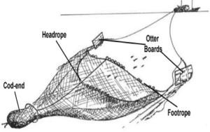 Trawl Bawah Untuk Perikanan Inshore